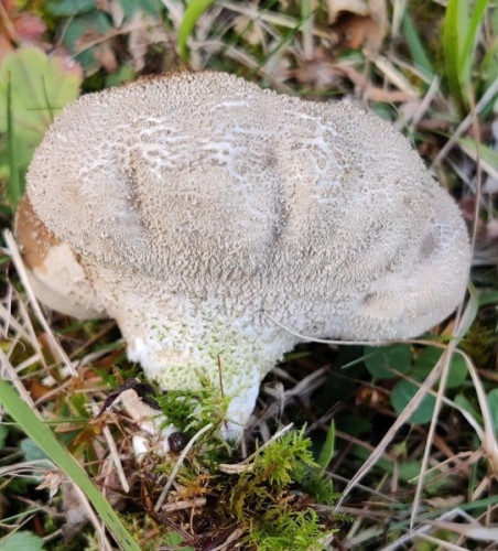 Lycoperdon small 2.jpg