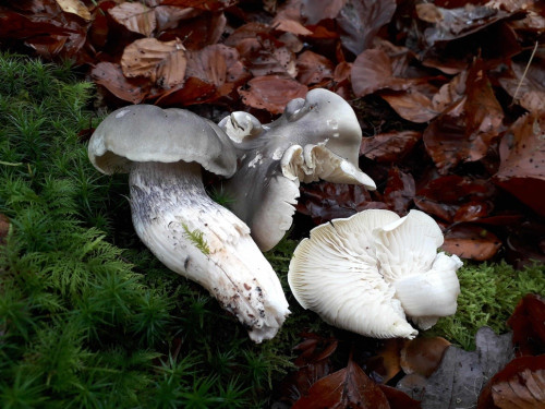 Tricholoma.jpeg