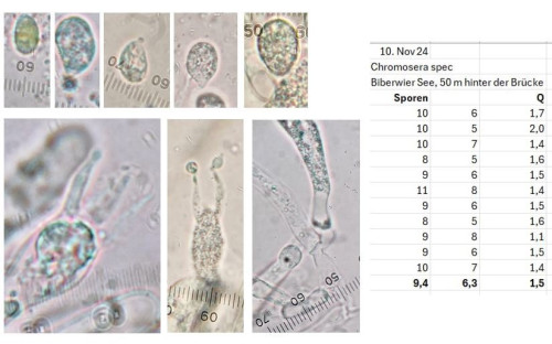 Mikrobilder und Sporentabelle.JPG