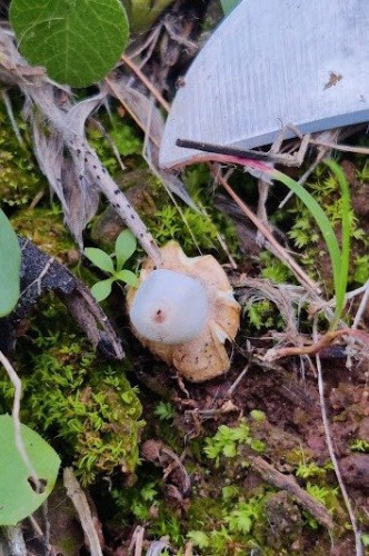 Cf geastrum leptospermum.jpeg