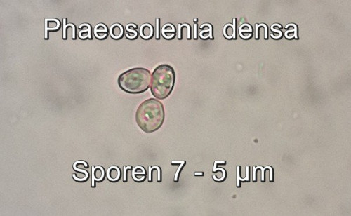 Phaeosolenia densa_Sporen_A.jpg