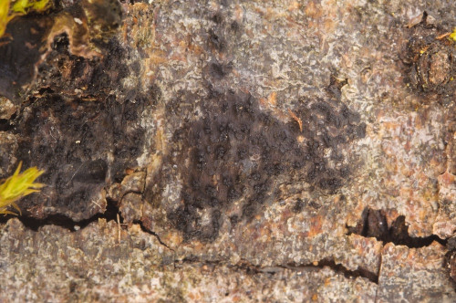 as_Cryptosphaeria_subcutanea.jpg