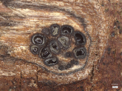as_Eutypella_stellatula_20250502_150151.jpg