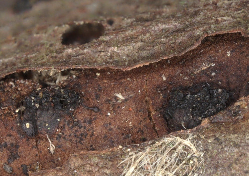 as_Eutypella_stellulata_20250502_150055.jpg