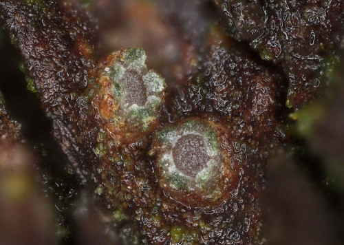 as_Karstenia_rhopaloides_20250502_143933.jpg