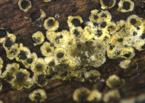 as_Neobarya_parasitica_20250502_111405.jpg