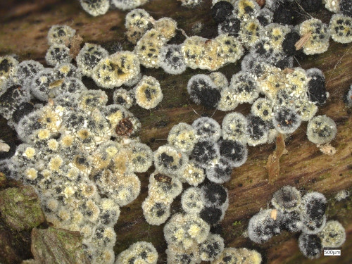 as_Neobarya_parasitica_20250502_111445.jpg