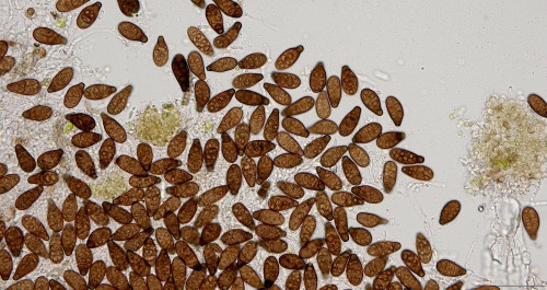 as_Prosthecium_pyriforme_Bild_25158.jpg