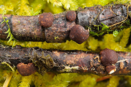 as_Trichoderma_crystaligenum.jpg