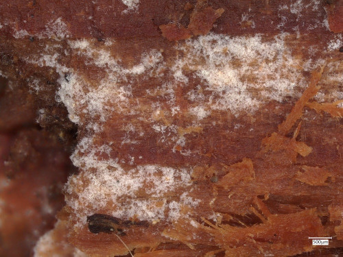 c_Athelia_neuhoffii_20250423_094528.jpg