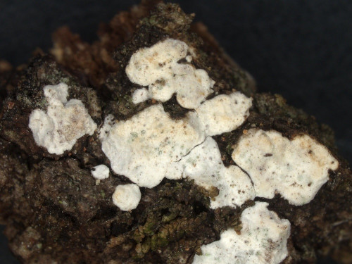 c_Dendrominia_20250430_150003.jpg