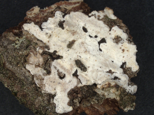 c_Dendrominia_20250430_150126.jpg