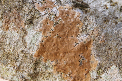 c_Septobasidium_carestiae.jpg
