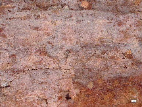 c_Tubulicrinis_strangulatus_20250423_094025.jpg