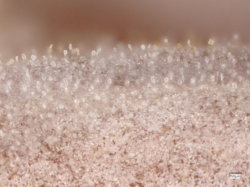 c_Tubulicrinis_strangulatus_20250423_094318.jpg