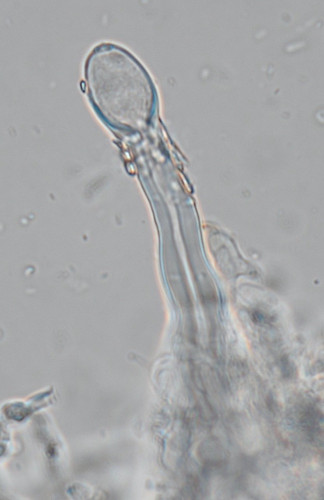 c_Tubulicrinis_strangulatus_Bild_2919.jpg