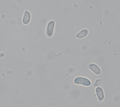 c_Tubulicrinis_strangulatus_Bild_2920.jpg
