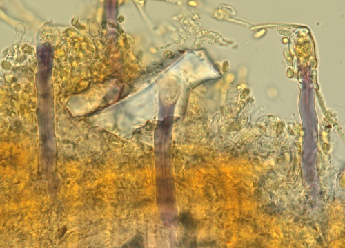 c_Tubulicrinis_strangulatus_Bild_2927.jpg