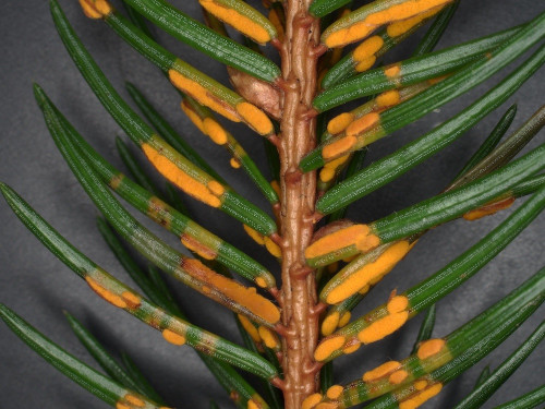 phy_Chrysomyxa_abietis_20250502_114231.jpg