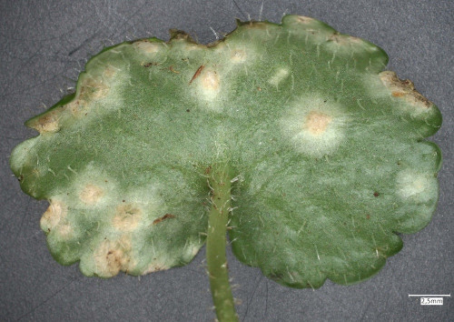 phy_Entyloma_chrysosplenii_20250423_105406.jpg