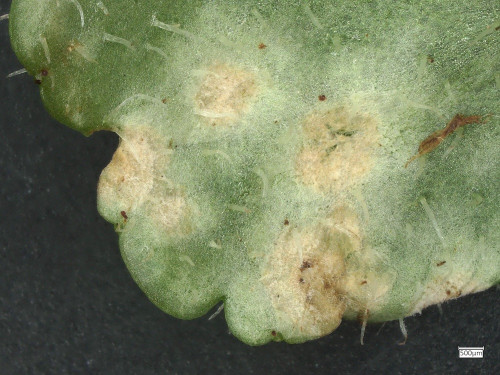 phy_Entyloma_chrysosplenii_20250423_105750.jpg