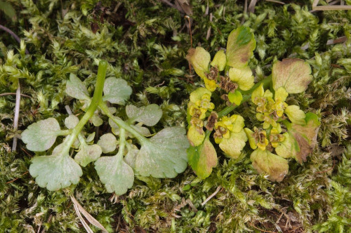 phy_Peronospora_chrysosplenii.jpg