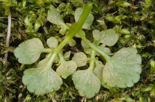 phy_Peronospora_chrysosplenii1.jpg