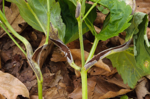phy_Puccinia dentariae.jpg