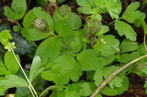phy_Puccinia_adoxae.jpg