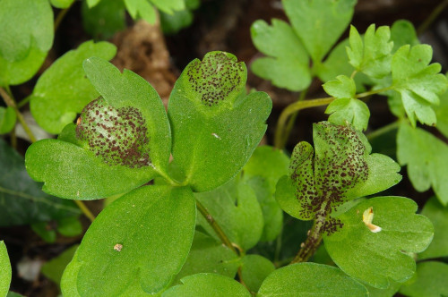 phy_Puccinia_adoxae1.jpg