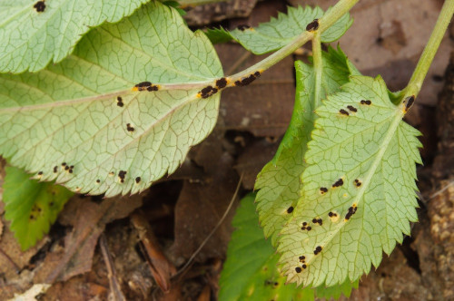 phy_Puccinia_aegopodii.jpg