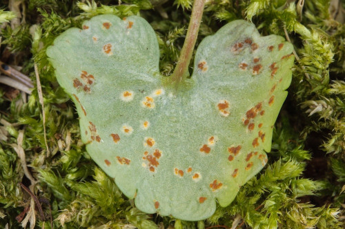 phy_Puccinia_chrysosplenii.jpg