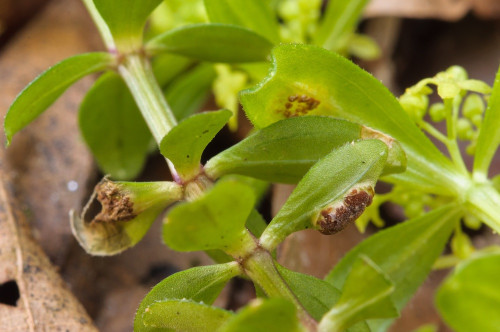 phy_Puccinia_gallii_verni.jpg