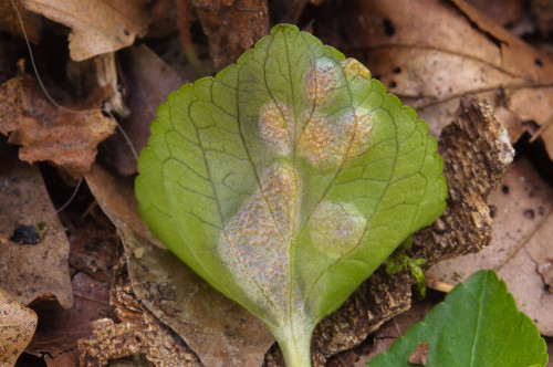 phy_Puccinia_violae.jpg