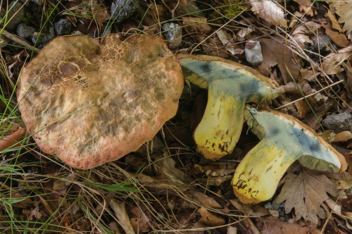 bo_Rubroboletus_rhodoxanthus2.jpg