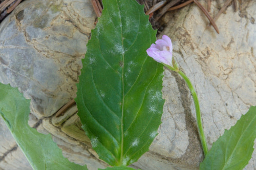 phy_Podosphaera_epilobii_Epilobium_montanum.jpg