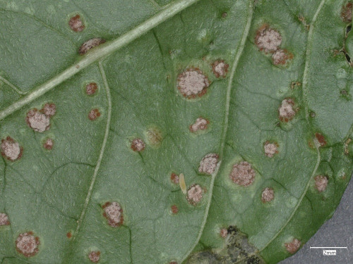 phy_Puccinia circaeae Circaea lutetiana.jpg