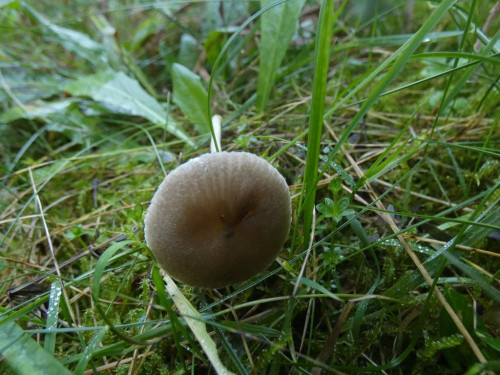Entoloma indutoides var. pleurocystidiatum (4).jpeg