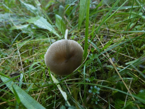 Entoloma indutoides var. pleurocystidiatum (3).jpeg