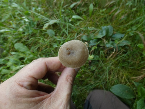 Entoloma indutoides var. pleurocystidiatum (2).jpeg