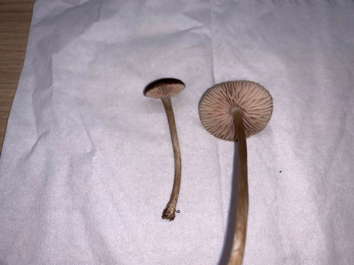 Entoloma indutoides var. pleurocystidiatum (6).jpg