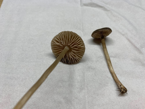 Entoloma indutoides var. pleurocystidiatum (3).jpg