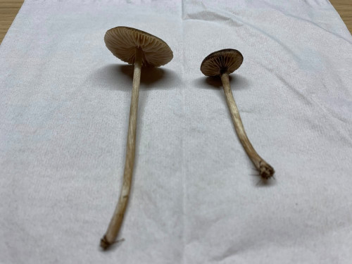 Entoloma indutoides var. pleurocystidiatum (2).jpg