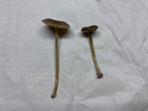 Entoloma indutoides var. pleurocystidiatum.jpg