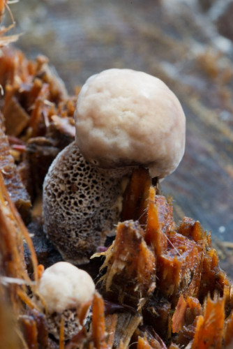 Phaeolus schweinitzii cf 1-2.jpg