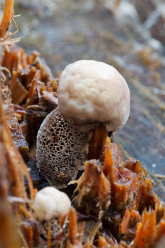 Phaeolus schweinitzii cf 1b-2.jpg