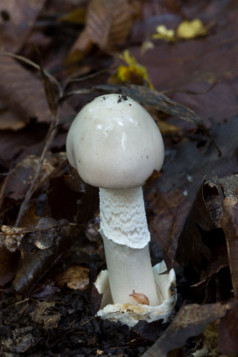 Amanita sp cf 1-2.jpg