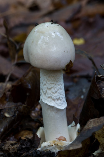 Amanita sp cf 1b-2.jpg