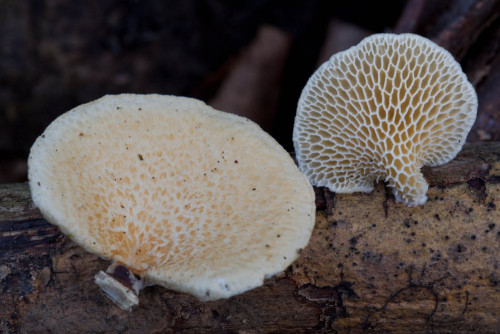 Neofavolus alveolaris cf 1e-2.jpg