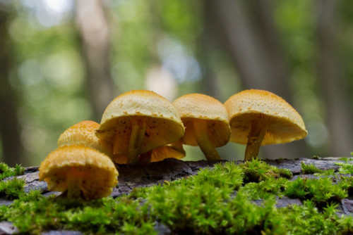 Pholiota tuberculosa 1c-2.jpg